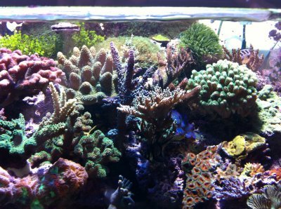 Salt water tank with corals