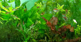 Freshwater plants