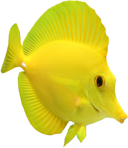Aquarium Therapy Yellow Tang