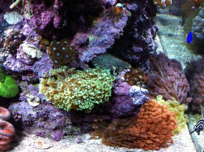Salt water tank with corals and blue tang