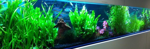 Freshwater tank with lush plants