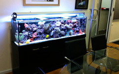 Salt water tank and cabinet with bright corals