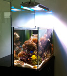 Salt water tank with corals and light
