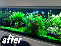 Freshwater plants looking lush with fish swimming