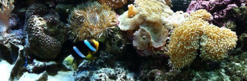 Salt water corals with clown fish