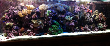 Long tank with coral reef